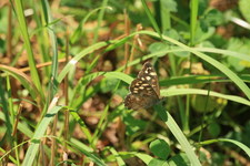 Osadnik egeria